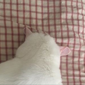 Meet your Posher, Ann